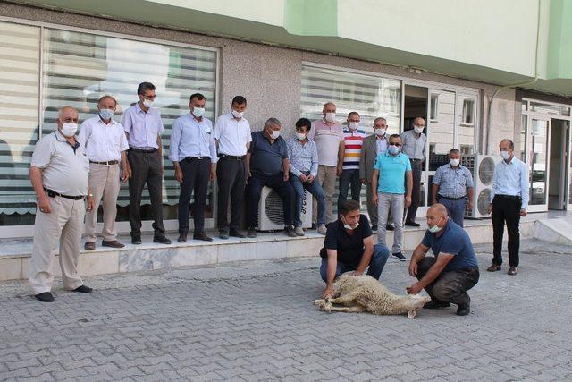 Muhtarlar Kaymakam Deniz Pişkin İçin Kurban Kesti