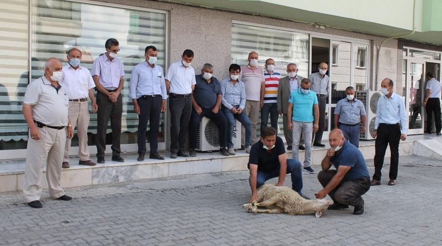 Muhtarlar Kaymakam Deniz Pişkin İ&ccedil;in Kurban Kesti