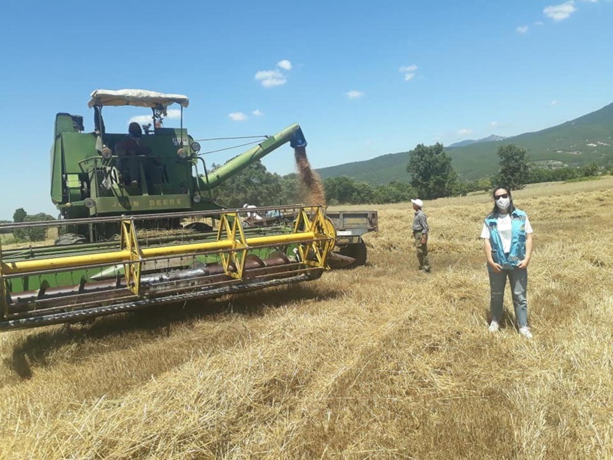 Simav&rsquo;da hububat hasadı başladı