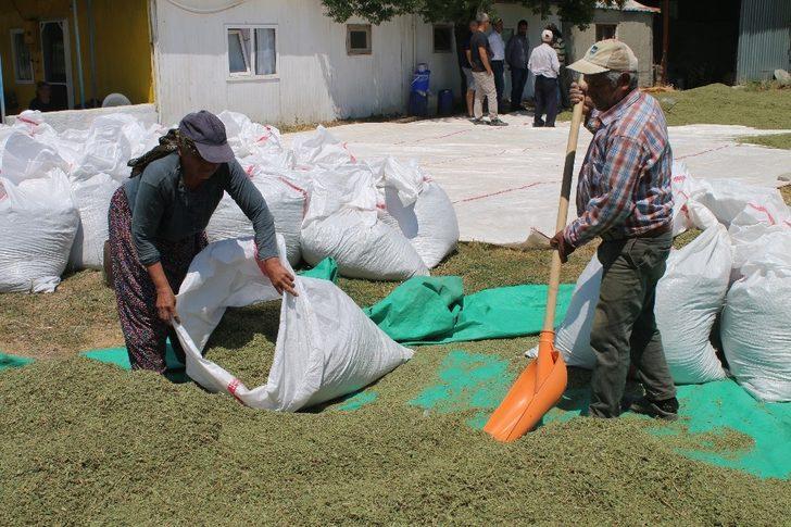 Bilinçli üreticilerin kekikleri dünyaya ihraç ediliyor G1