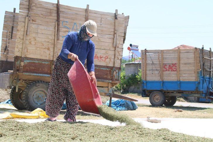Bilinçli üreticilerin kekikleri dünyaya ihraç ediliyor G4