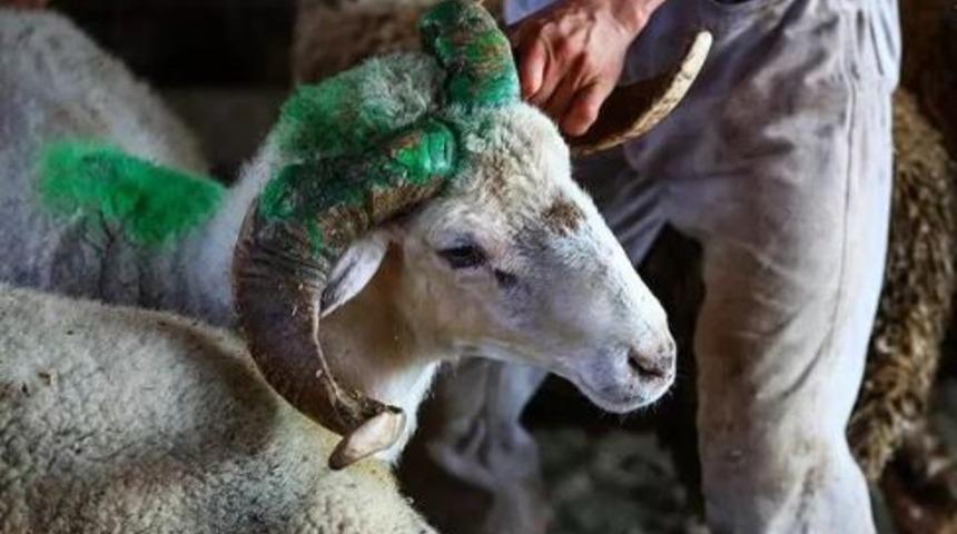 A101 kurbanlık fiyatları 2020 Büyükbaş dana ve küçükbaş koç fiyatları kaç para?