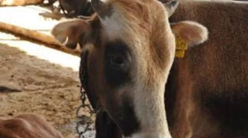 2020 BİM kurbanlık k&uuml;&ccedil;&uuml;kbaş ve b&uuml;y&uuml;kbaş fiyatları ka&ccedil; para? Canlı ko&ccedil;, b&uuml;y&uuml;kbaş hisse fiyatları