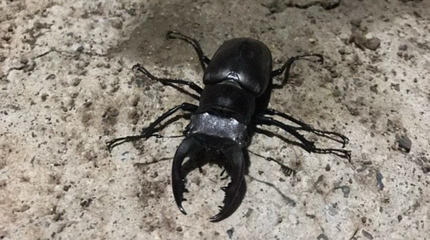 Adıyaman’da ’kırmızı liste’de yer alan geyik böceği görüntülendi