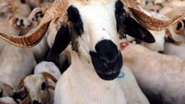 Kurbandan koronavirüs bulaşır mı? Bilim kurulu üyesi açıkladı! Kurban etinde koronavirüs olur mu?