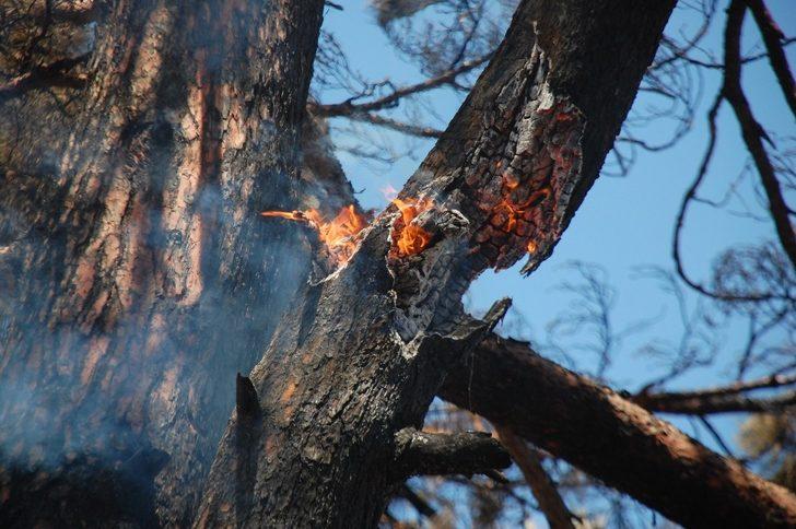 Saros’da ormanlık alandaki yangın kontrol altına alındı G2