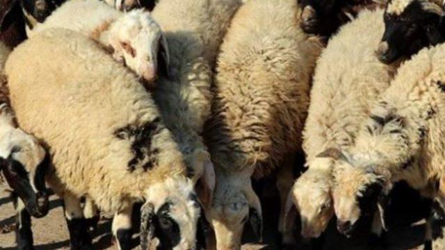 Kurban kanının alna sürülmesinin dinimizde var mı? Abdestsiz olarak kurban kesilir mi?  