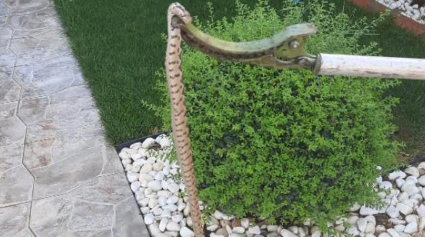 Ayakkabılıkta fark edildi! 50 santimetre uzunluğunda...