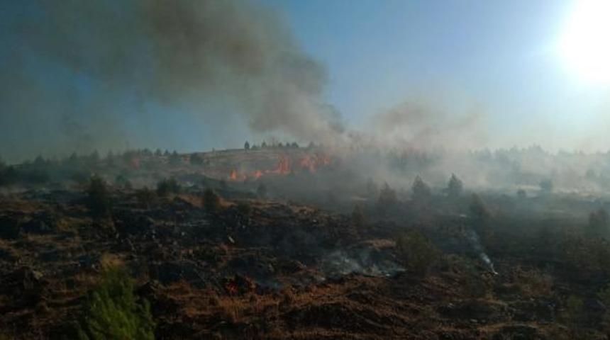 Gaziantep'te ormanlık alanda yangın