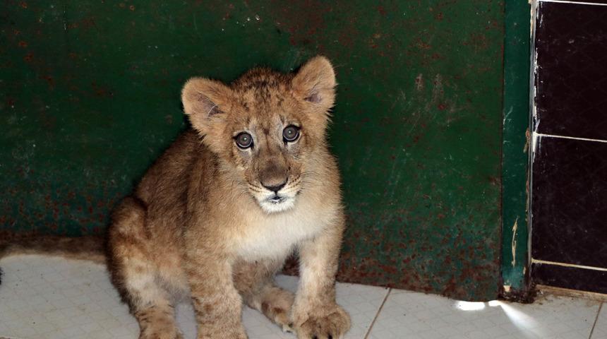 İranlı modele hediye edilen aslan, Gaziantep'te korumaya alındı