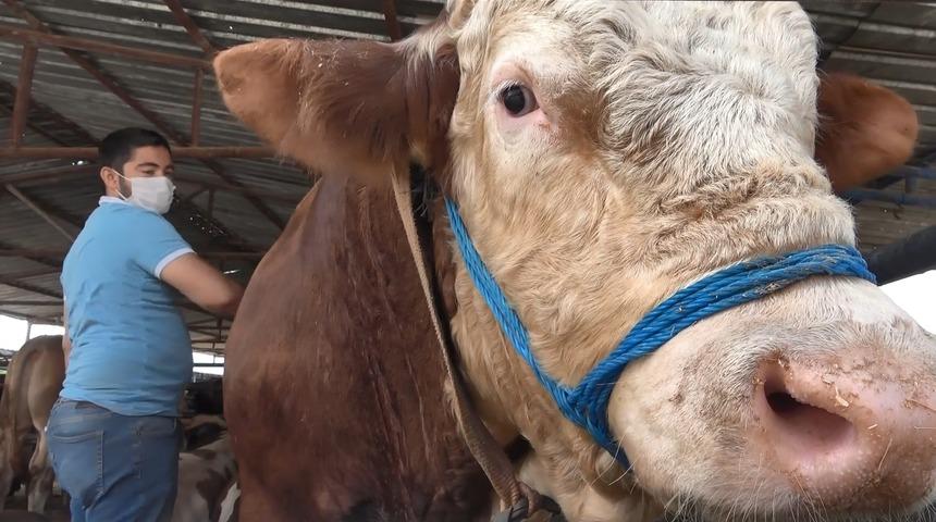  Otomobil fiyatına 1 ton 250 kiloluk kurbanlık