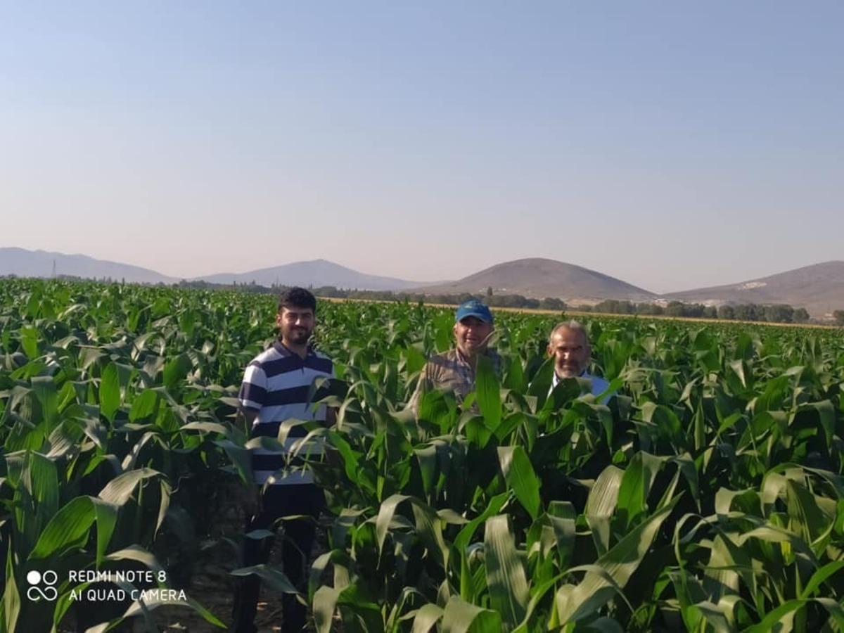 Başkan Hikmet Koyak: "Dondan zarar g&ouml;ren mısırlarımızı kurtarmayı başardık"