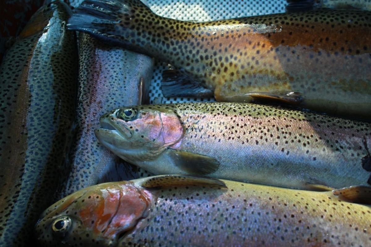 BU&Uuml;&rsquo;l&uuml; akademisyenler yeni bir bakteri t&uuml;r&uuml; keşfetti