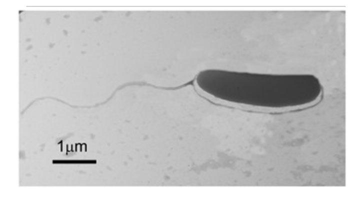 BUÜ’lü akademisyenler yeni bir bakteri türü keşfetti G3