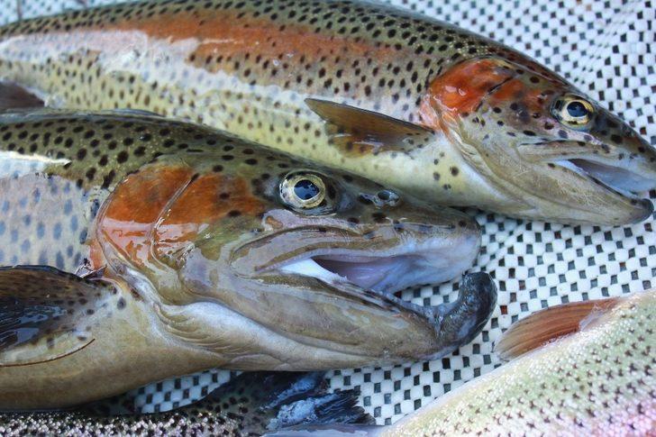 BUÜ’lü akademisyenler yeni bir bakteri türü keşfetti G4