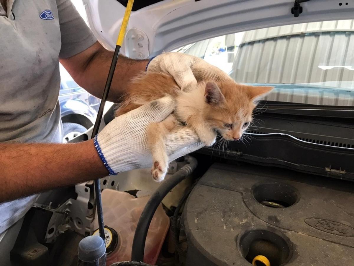 Elazığ&rsquo;da aracın far kısmına girip sıkışan yavru kedi kurtarıldı