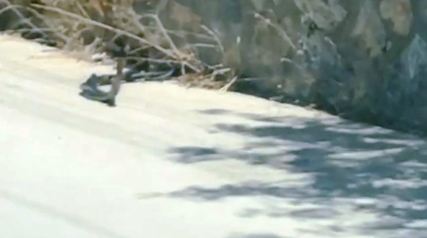 Yılanların dansı g&ouml;renleri şaşkına &ccedil;evirdi