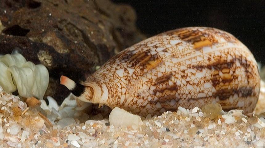 Laboratuvardan kaçtılar! Bu hayvanları görür görmez ortamdan uzaklaşın...