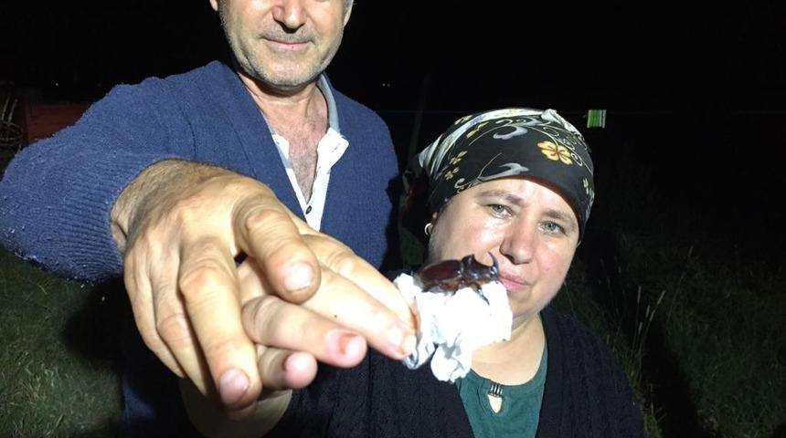 Masalarına konan gergedan böceklerine dondurma ikram ettiler