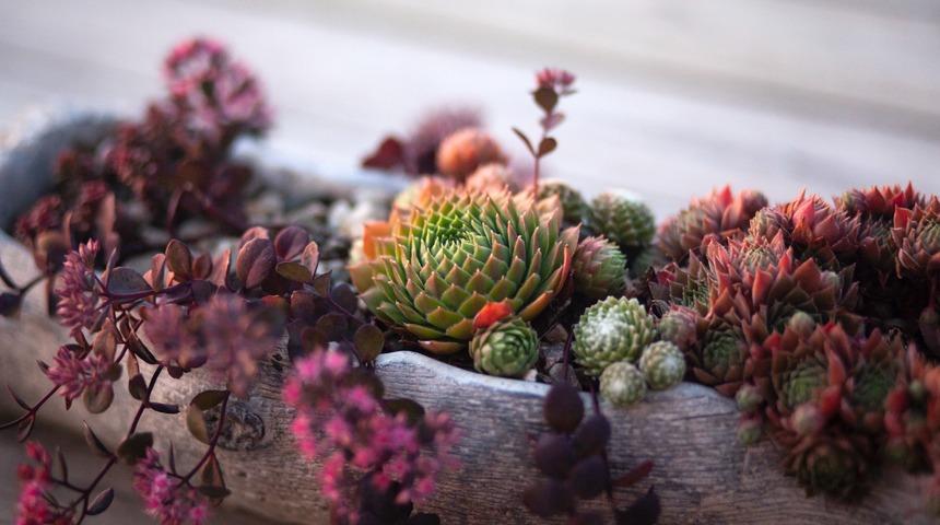 Herkes yanlış yapıyor! Sukulentin sağlıklı b&uuml;y&uuml;mesi i&ccedil;in bakım &ouml;nerileri ve su terapisi...