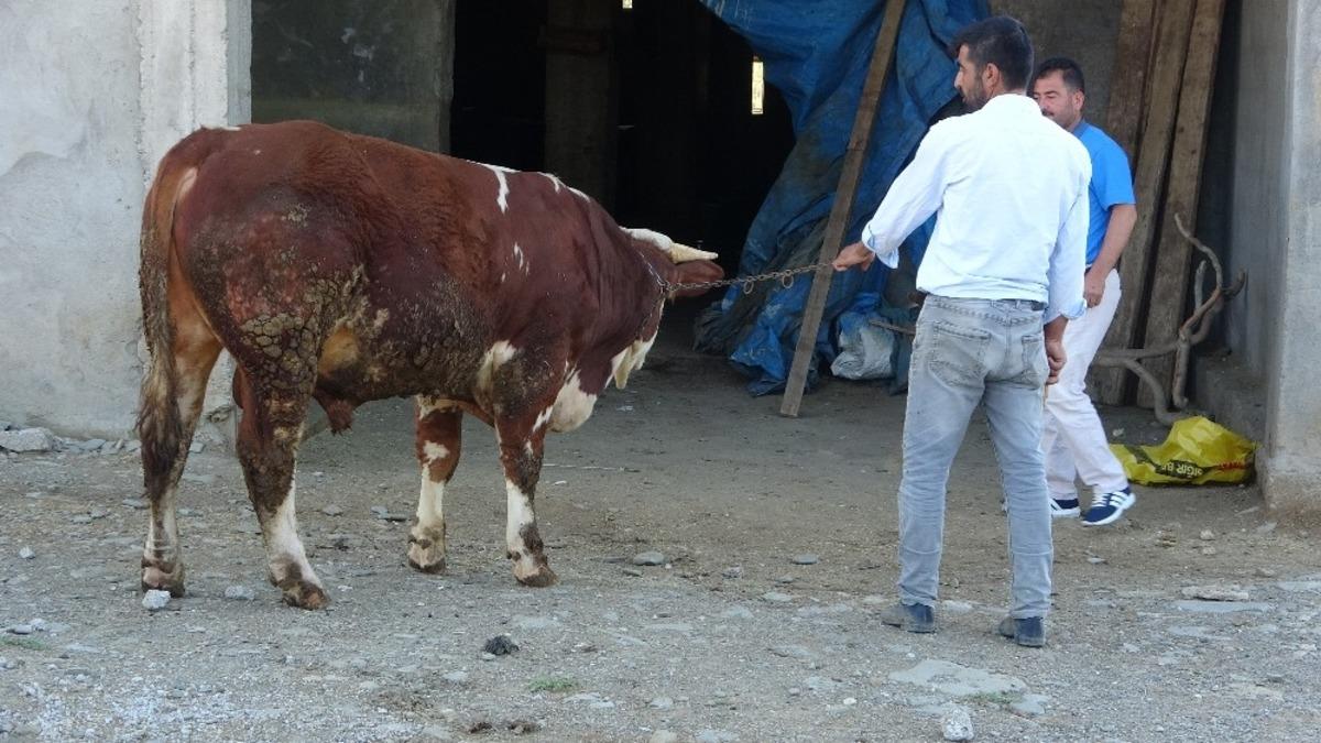 Doğu&rsquo;dan batıya kurbanlık sevkıyatı
