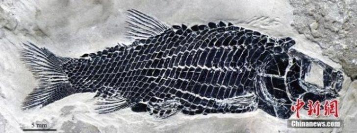Çin’de 244 milyon yıl öncesine ait balık fosili bulundu