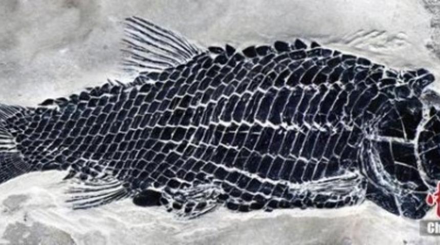 &Ccedil;in&rsquo;de 244 milyon yıl &ouml;ncesine ait balık fosili bulundu