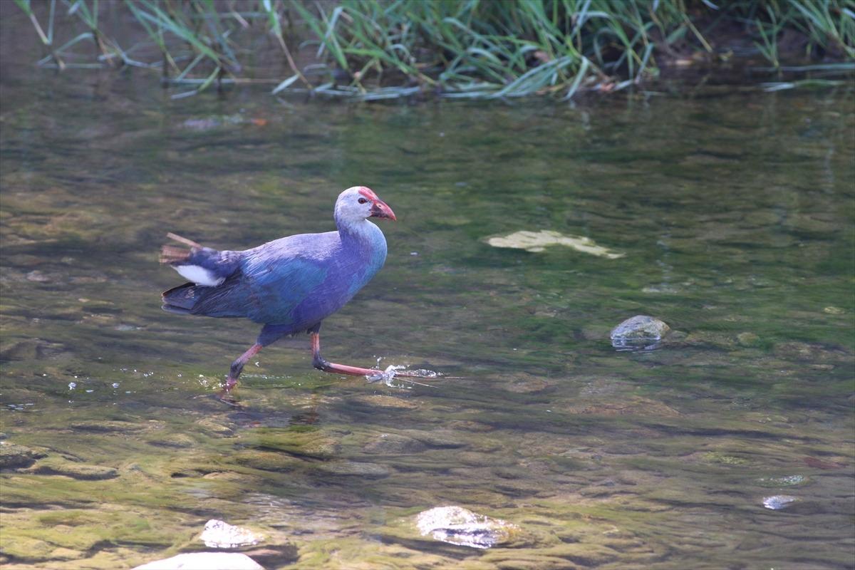 Nesli t&uuml;kenmekte olan "saz horozu" Giresun'da g&ouml;r&uuml;nt&uuml;lendi