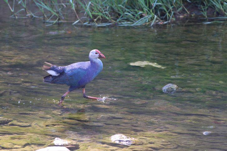 Nesli tükenmekte olan "saz horozu" Giresun'da görüntülendi G1