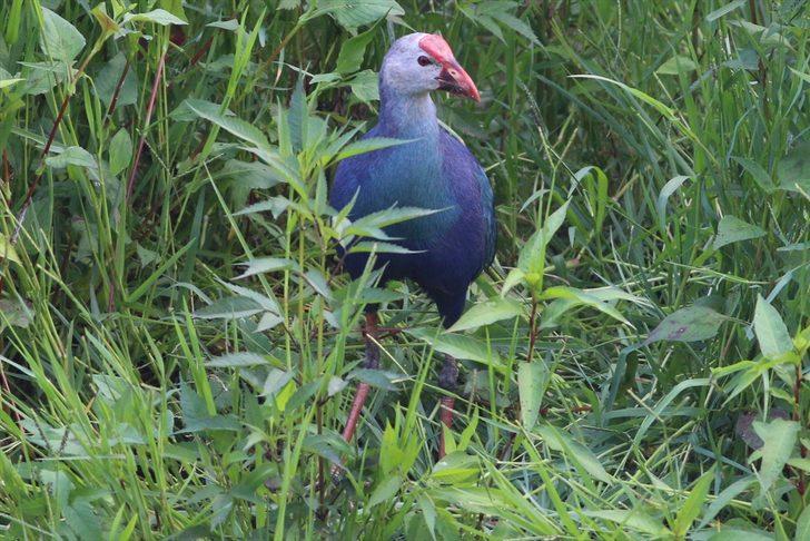 Nesli tükenmekte olan "saz horozu" Giresun'da görüntülendi G2