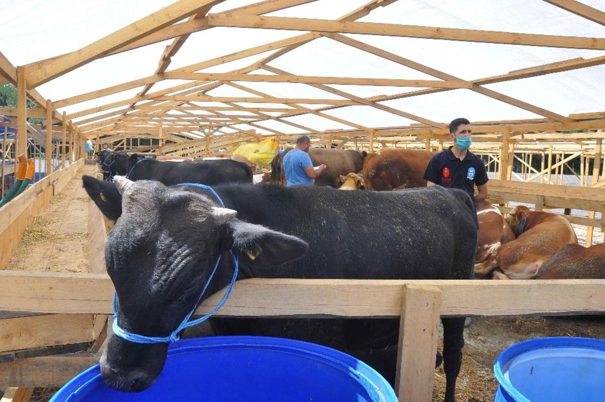 Kemerburgaz kurban satış alanına ilk kurbanlıklar geldi