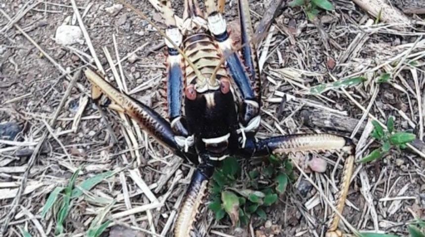 Et&ccedil;il &ccedil;ağaboğan &ccedil;ekirgesi Bitlis&rsquo;te g&ouml;r&uuml;ld&uuml;