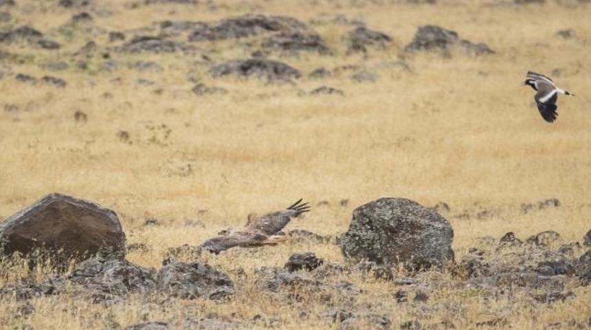 Nadir görülen mahmuzlu kız kuşu Diyarbakır'da görüntülendi