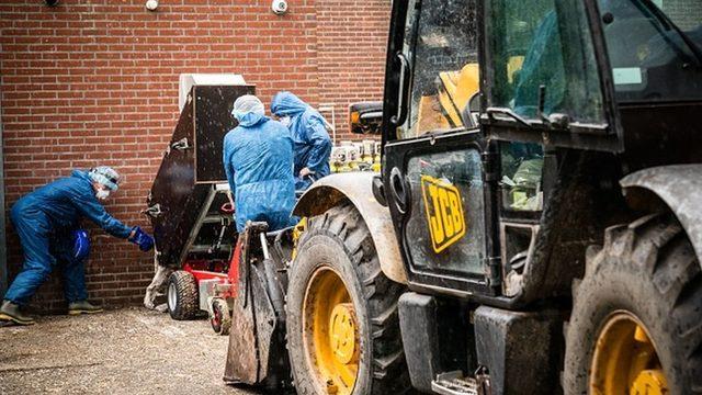 Hollanda da onbinlerce vizonu itlaf etmişti.