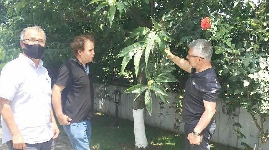 Kardelen, Karadeniz&rsquo;de kestane &uuml;retimine destek vermeye hazır