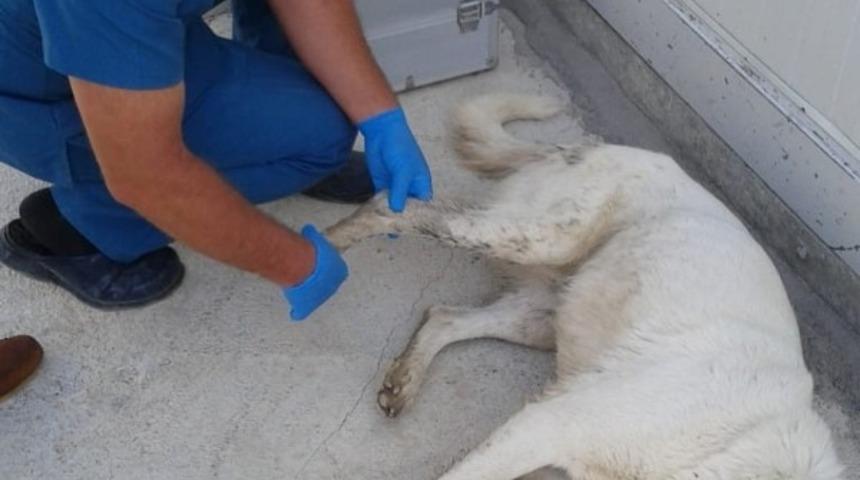 Yolda yaralı bulunan k&ouml;peğe şefkat eli