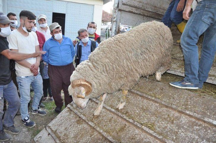 Dumlupınar’da 48 vatandaşa 71 koç dağıtıldı G2