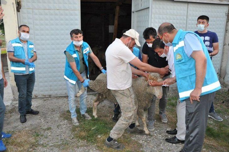 Dumlupınar’da 48 vatandaşa 71 koç dağıtıldı G3