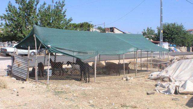 Hayvanlar güneşten tente ile korunuyor