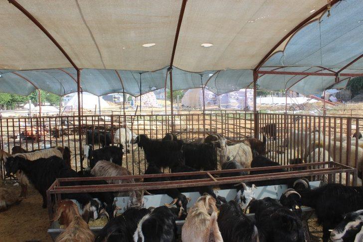 Hayvanlar güneşten tente ile korunuyor G3