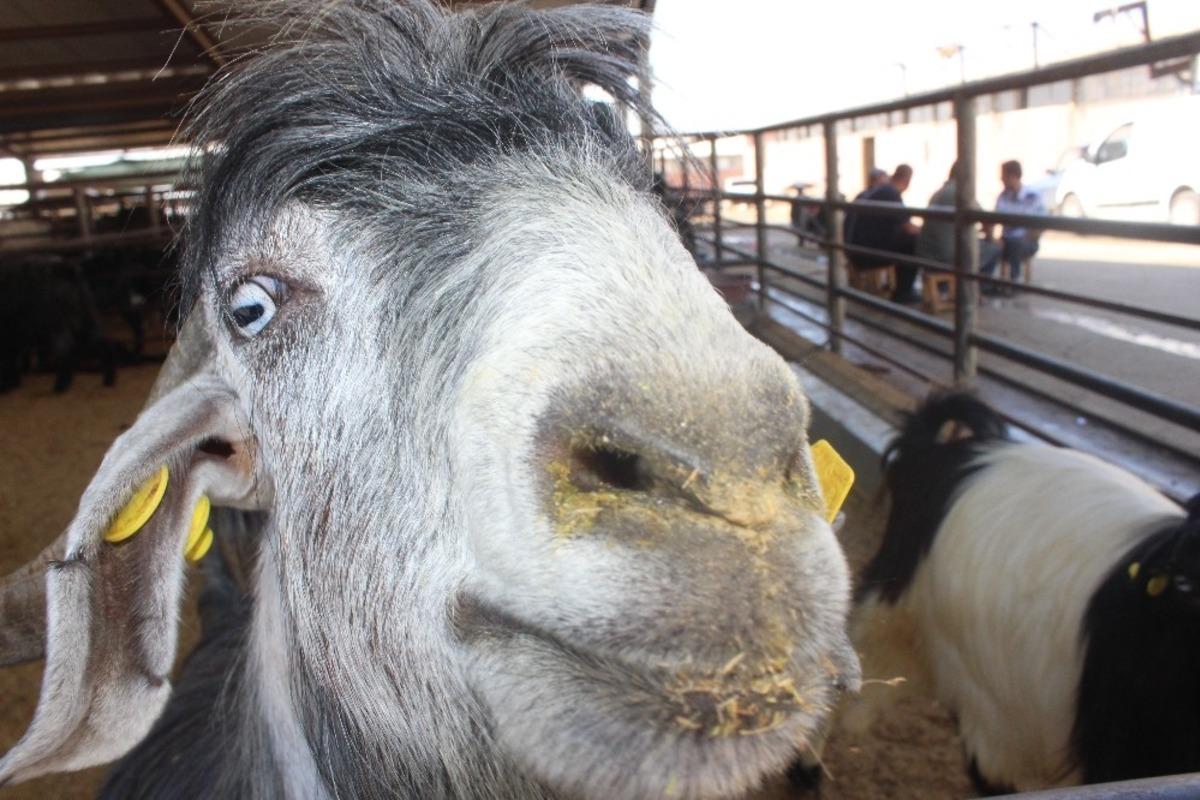 Adıyaman&rsquo;da kurbanlık satışları başladı