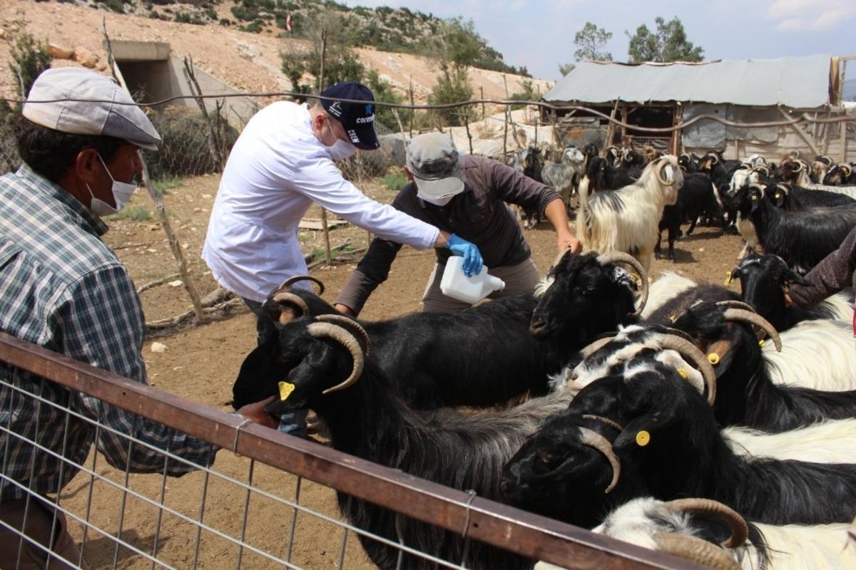 K&uuml;&ccedil;&uuml;kbaş hayvanlara i&ccedil;-dış parazit ila&ccedil;laması yapıldı