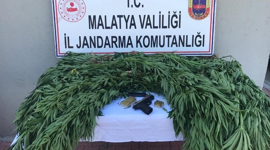 Doğanşehir&rsquo;de jandarmadan kenevir operasyonu