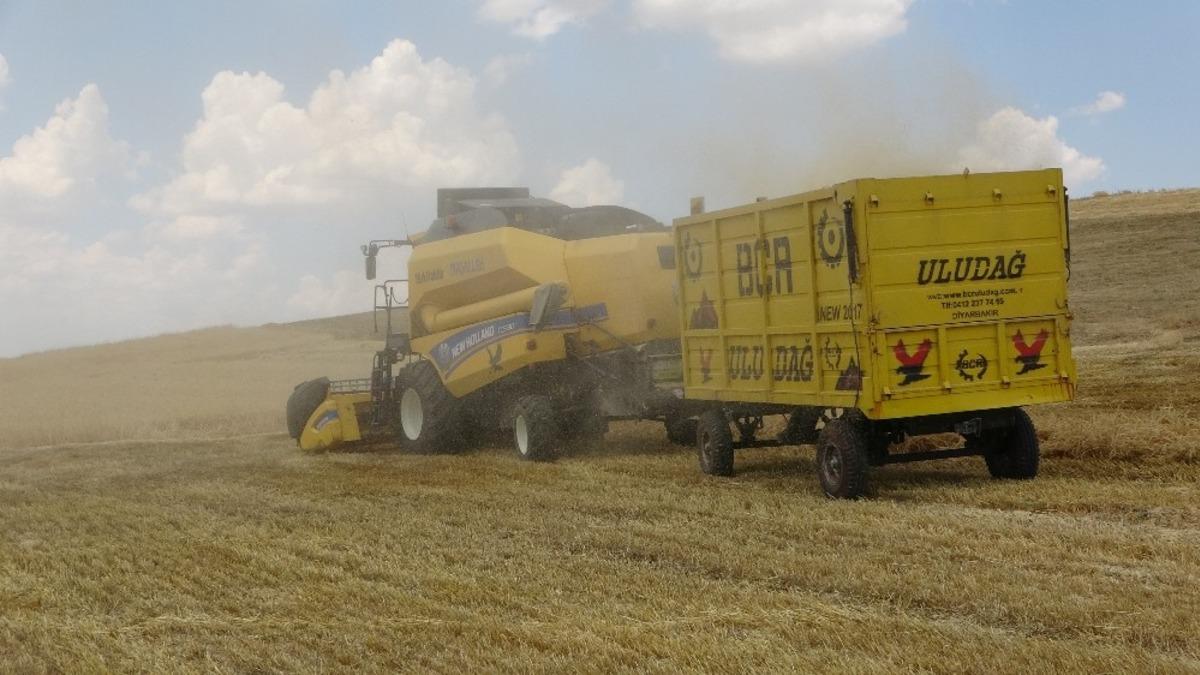 Muş&rsquo;ta yılın ilk arpa ve buğday hasadına başlandı