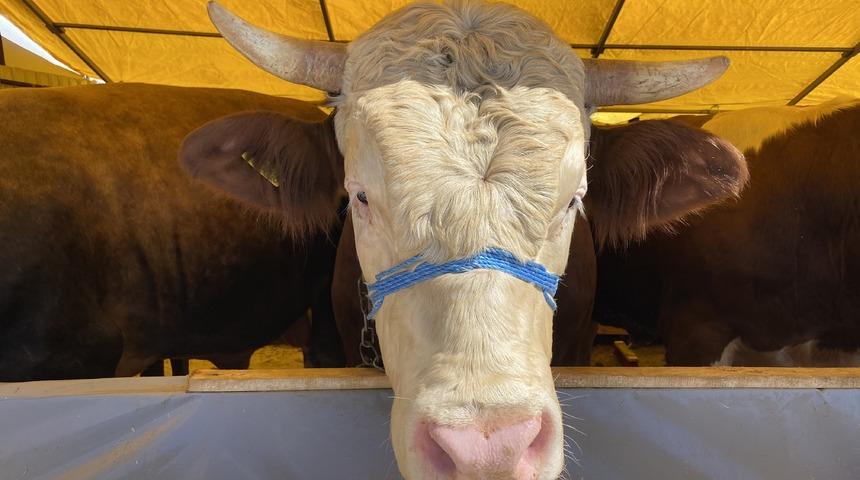 Fiyatı dudak uçuklattı! Otomobil fiyatına kurbanlık