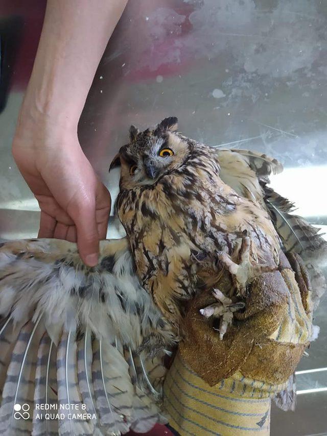 Kars’ta yaralı Kulaklı Baykuş tedavi altına alındı