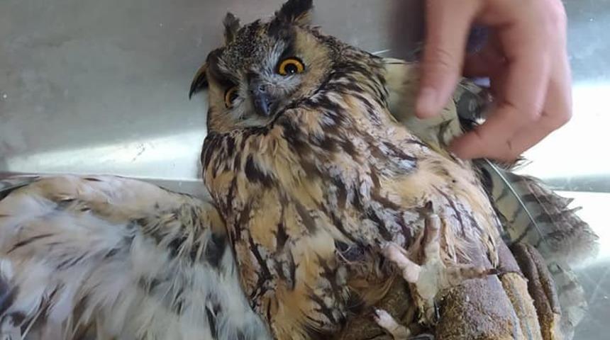 Kars&rsquo;ta yaralı Kulaklı Baykuş tedavi altına alındı