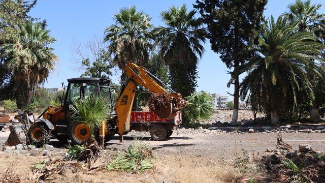 Kentsel dönüşüm projesi için ağaçlar naklediliyor