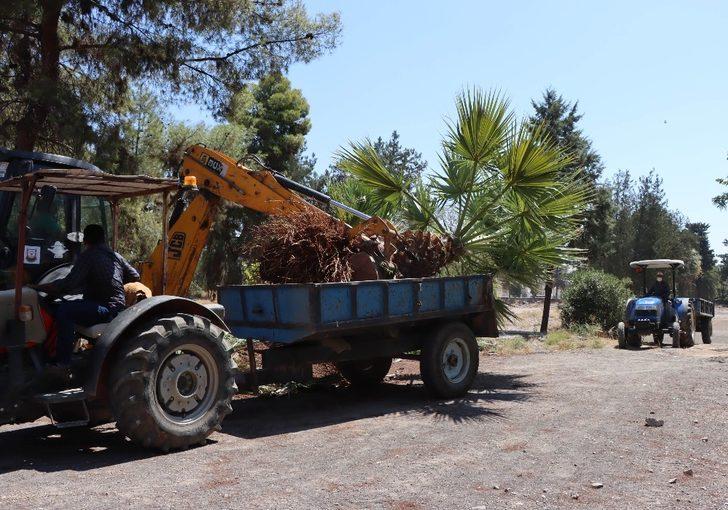 Kentsel dönüşüm projesi için ağaçlar naklediliyor G3