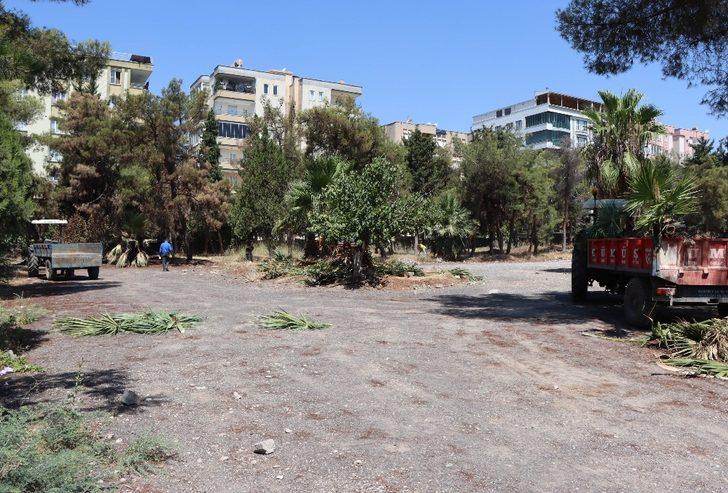 Kentsel dönüşüm projesi için ağaçlar naklediliyor G4